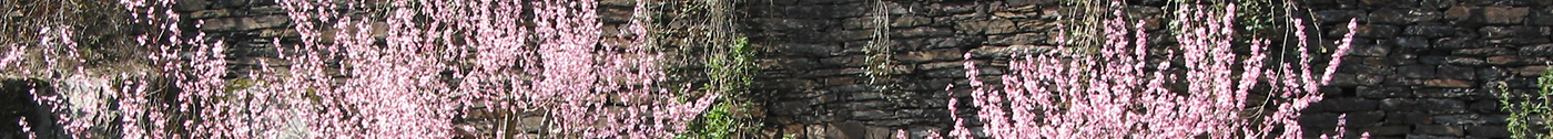 Weinbergspfirsischbaum in der Blüte